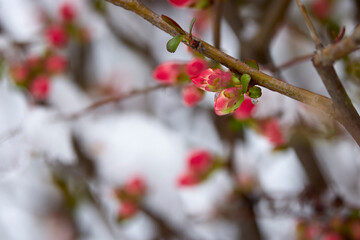 landscape with budding and blooming tree branches covered with snow