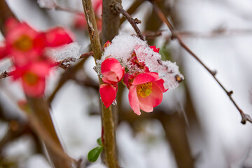 landscape with budding and blooming tree branches covered with snow