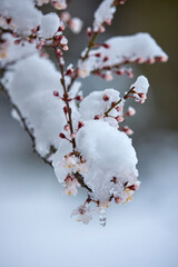 landscape with budding and blooming tree branches covered with snow