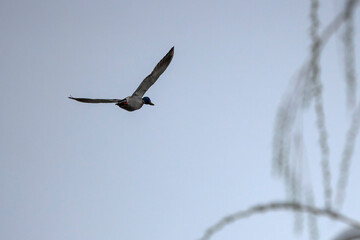 male wild duck flying in the sky