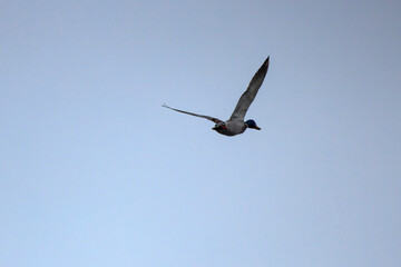 male wild duck flying in the sky