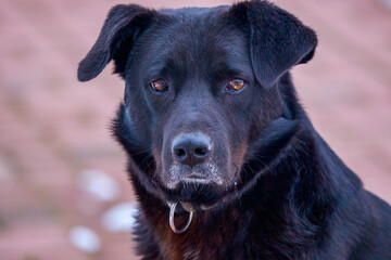 portrait of a beautiful black dog