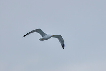 portrait of a seagull flying in the sky