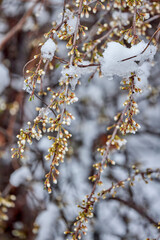 landscape with budding and blooming tree branches covered with snow