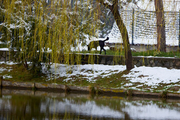 willow on the bank of a lake on a snowy spring day