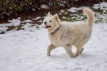 a beautiful Samoyed dog playing in the snow
