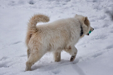 a beautiful Samoyed dog playing in the snow
