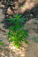Vibrant green Marijuana plant capturing sunlight, showcasing natural growth in a soil and mulch environment. Represents gardening, medicinal, and organic cultivation.