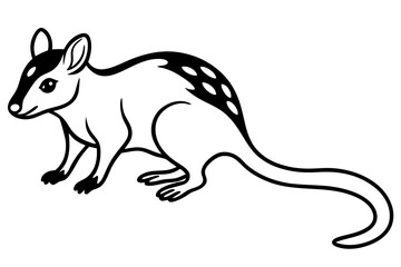 Fototapeta premium Elegant Quoll Linework