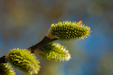 Catkins