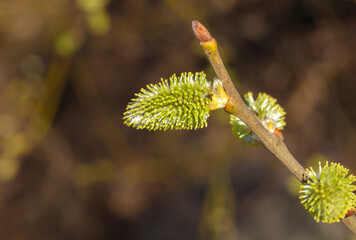 Obraz premium Catkins