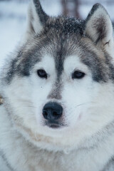 Winter day above the arctic circle