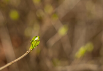 Spring bud