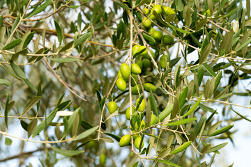 olive trees with green olives