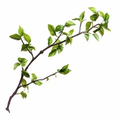 Obraz premium New Spring Leaves on a Branch