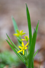 the first spring flowers