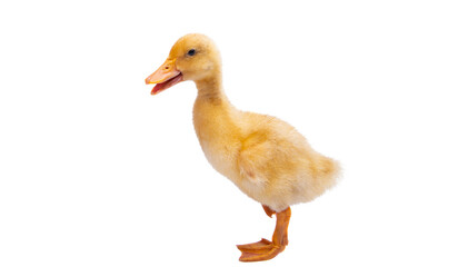 gosling isolated