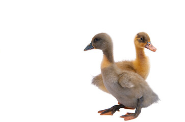 gosling isolated