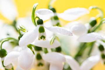 snowdrops close-up
