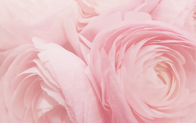 Floral background of ranunculus. Idea for background for a card or gift certificate. Background for the phone.