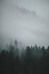 Foggy  Forest
