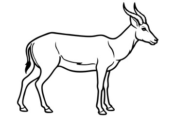 Fototapeta premium Elegant Saiga Antelope Sketch