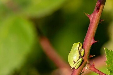 Laubfrosch mit Fliege
