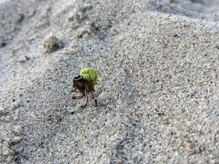 A small sprouting seed emerges from the sand, attached to a dried plant fragment, symbolizing resilience, growth, and the cycle of life in a harsh coastal environment