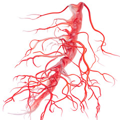 A detailed image of a blood vessel set against a bright white background for lymphedema management and education purposes