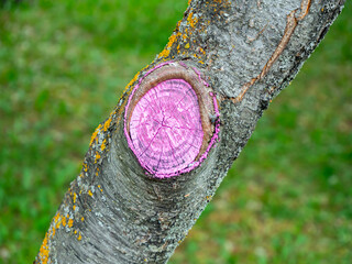 The cut site on the tree has been treated with a protective compound