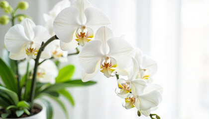 Obraz premium White orchids in a bright interior against a soft background