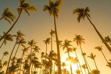 Palm trees at Bavaro Beach in Punta Cana in the Dominican Republic.