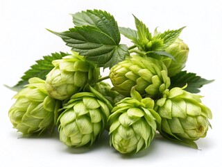Fototapeta premium Night Photography: Illuminated Hops Cones Isolated on White Background