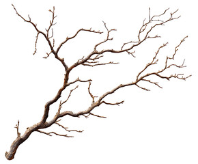 A gnarled, bare tree branch isolated on a white background, showcasing intricate details and textures.