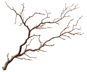 A gnarled, bare tree branch isolated on a white background, showcasing intricate details and textures.