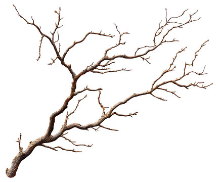 A gnarled, bare tree branch isolated on a white background, showcasing intricate details and textures.