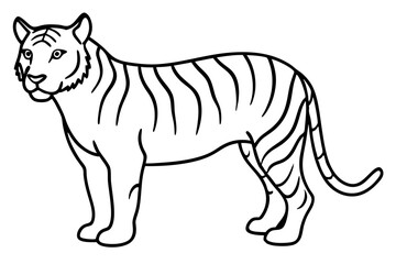 Elegant Tiger Sketch