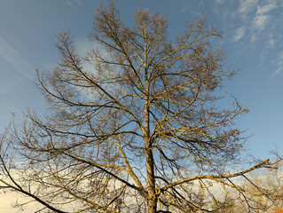 Baum, Äste, Baumkrone, Winterwald, Winter
