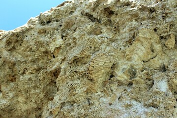 Intricate Coral Fossil Impression Etched into a Rugged Rocky Cliff Face