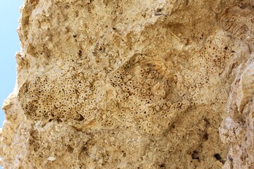 Detailed Coral Fossil Pattern Embedded in a Rough Rocky Outcrop Against Sky
