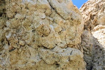 Dense Cluster of Coral Fossils Embedded in a Rough Rocky Terrain Landscape