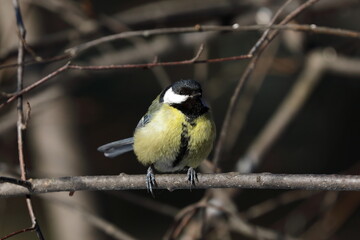 Parus major. Great Tit close-up on the branches
