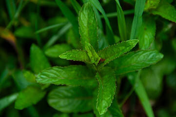Detailed macro of luscious green wild Mint leaves, displaying a vibrant and fresh appeal and captured in natural lighting. Perfect for themes of gardening and culinary herbs in a natural environment.