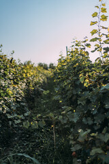 Scenic vineyard with lush green grapevines in the foreground under a clear blue sky on a sunny day