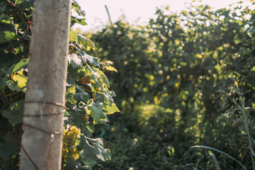 Scenic vineyard with lush green grapevines in the foreground under a clear blue sky on a sunny day