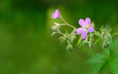 purple wild geranium flower close up, abstract green background. Detail of wild lilac cranesbill...