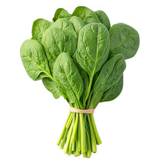 Fresh spinach leaves in bunch, vibrant green and healthy isolated on transparent background