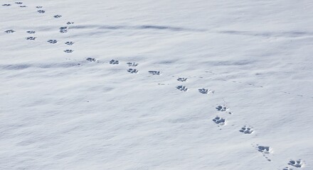 Winter's Whisper AI Generated