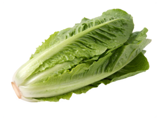 Whole romaine lettuce isolated on transparent background