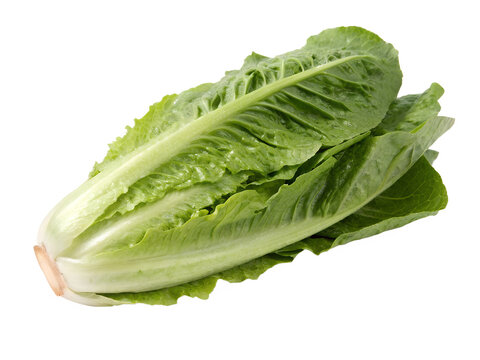 Whole romaine lettuce isolated on transparent background